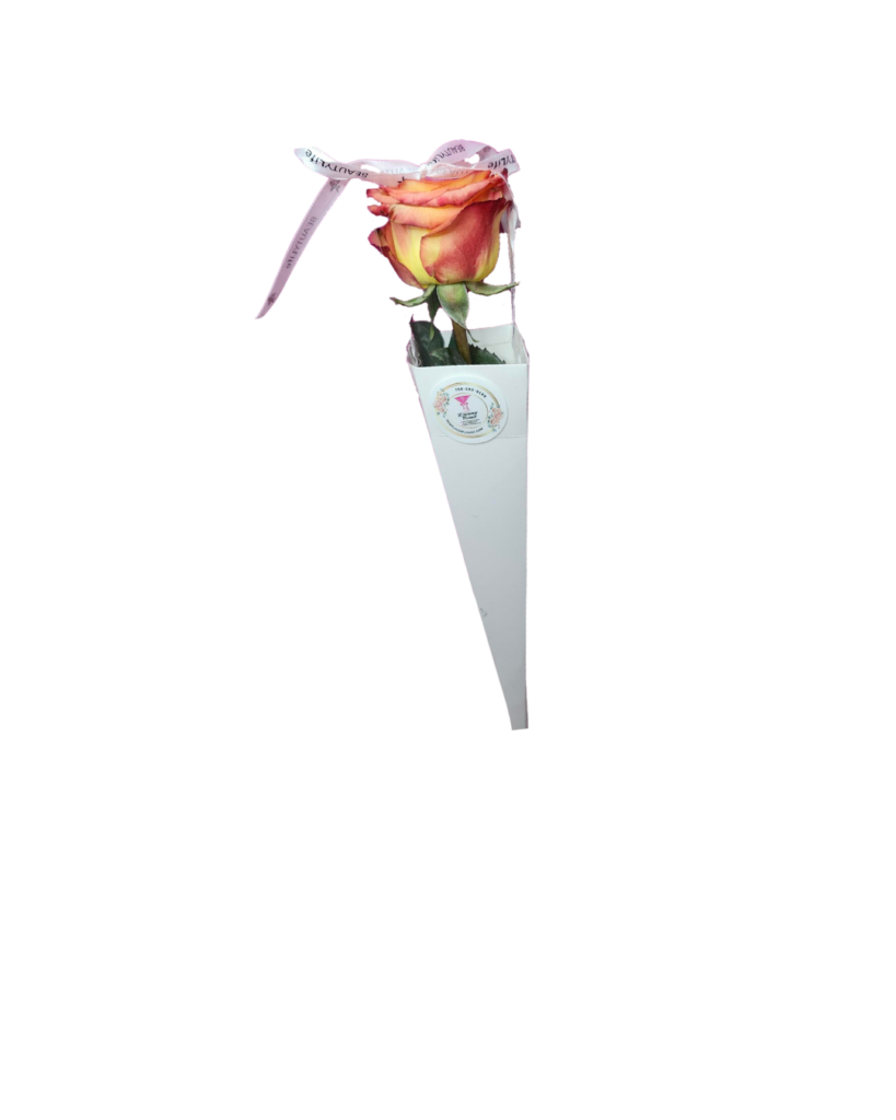 Cozy Rose