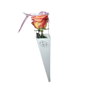 Cozy Rose